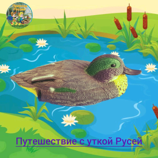Путешествие с уткой Русей. Путешествие с уткой Русей.